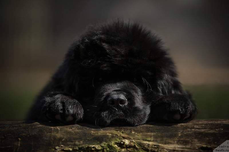 Фото: ньюфаундленд Much Better Kilnioji Sirdis