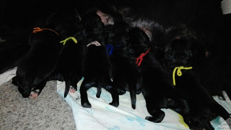 Фотография № 233946