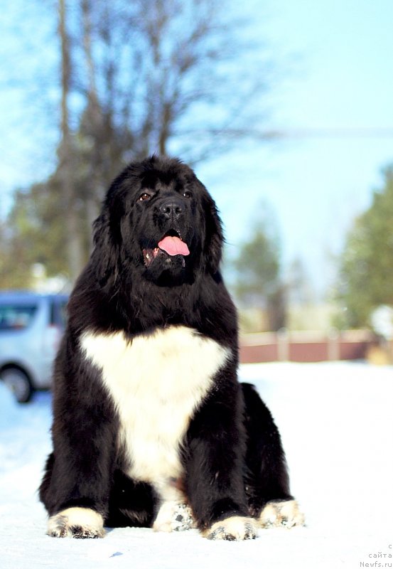 Фотография № 233947