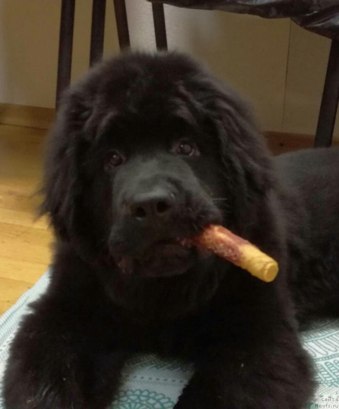 Фото: ньюфаундленд Черный Балу Мартин Иден