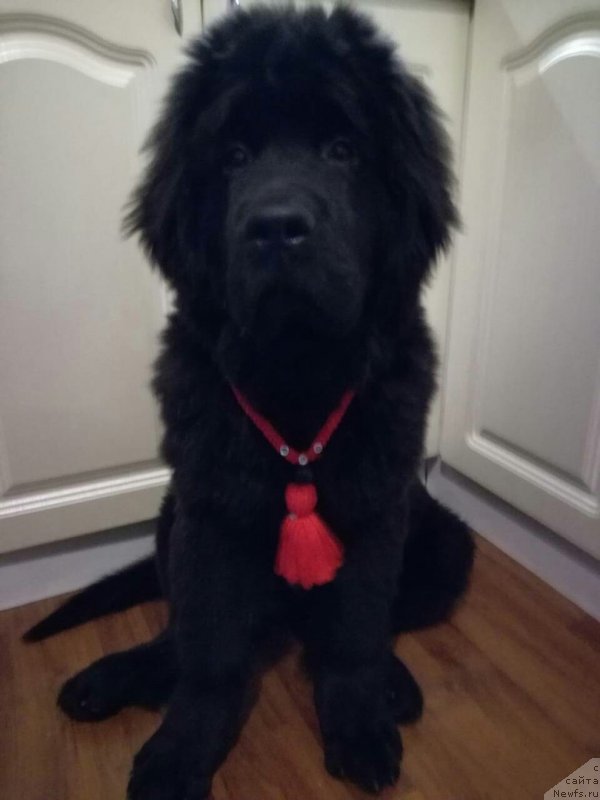 Фото: ньюфаундленд Черный Балу Мартин Иден