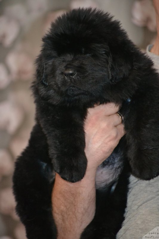 Фото: Щенок от, ньюфаундленд Ноэль Наследница Вятских Медведей (Noel Naslednitsa Vyatskiy Medved), ньюфаундленд Назар Вятский Медведь (Nazar Vyatskiy Medved)