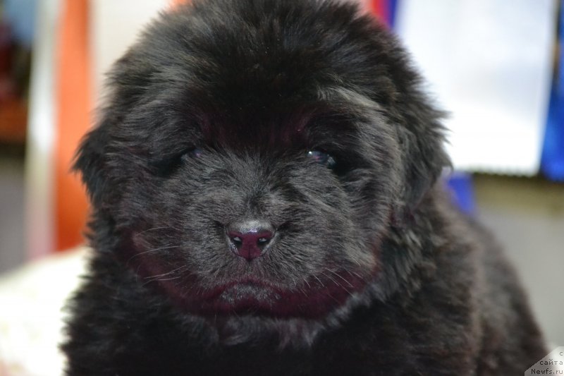 Фото: Щенок от, ньюфаундленд Ноэль Наследница Вятских Медведей (Noel Naslednitsa Vyatskiy Medved), ньюфаундленд Назар Вятский Медведь (Nazar Vyatskiy Medved)