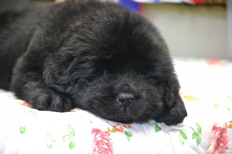Фото: Щенок от, ньюфаундленд Ноэль Наследница Вятских Медведей (Noel Naslednitsa Vyatskiy Medved), ньюфаундленд Назар Вятский Медведь (Nazar Vyatskiy Medved)