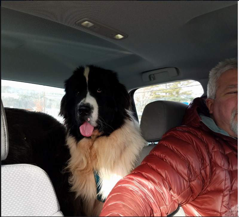 Фото: ньюфаундленд Ексклюзиве Мачо Мэн фо Бирбрук