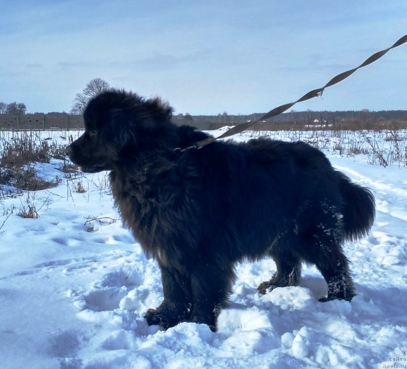 Фото: ньюфаундленд Velyke Malyatko Imla Roztane