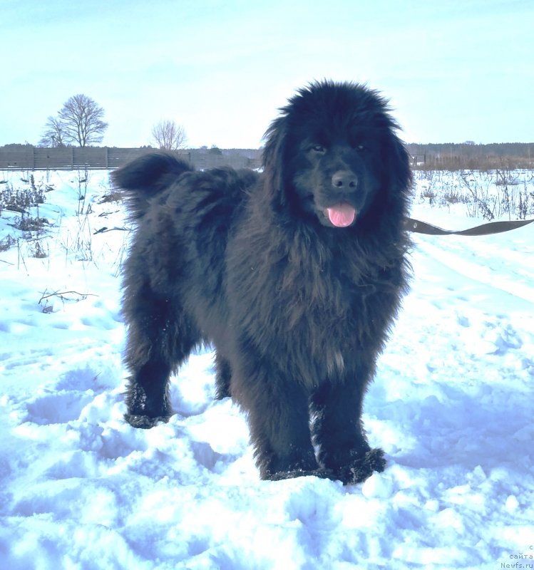 Фото: ньюфаундленд Velyke Malyatko Imla Roztane