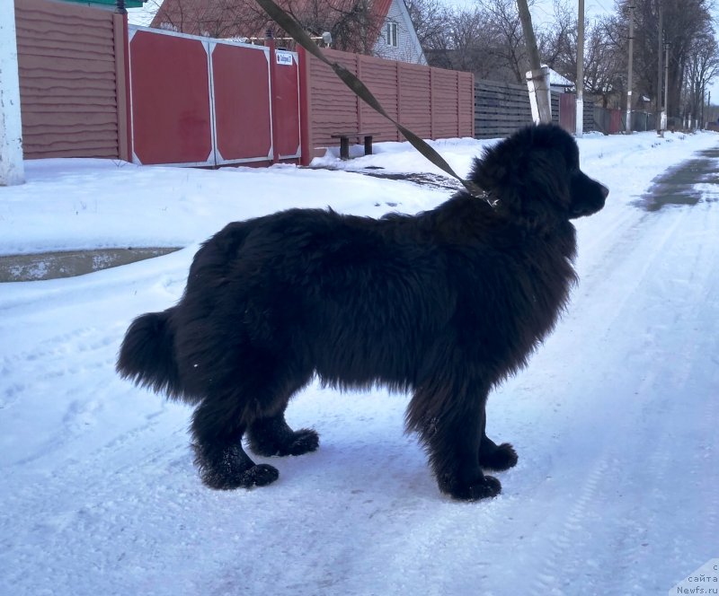 Фото: ньюфаундленд Velyke Malyatko Imla Roztane
