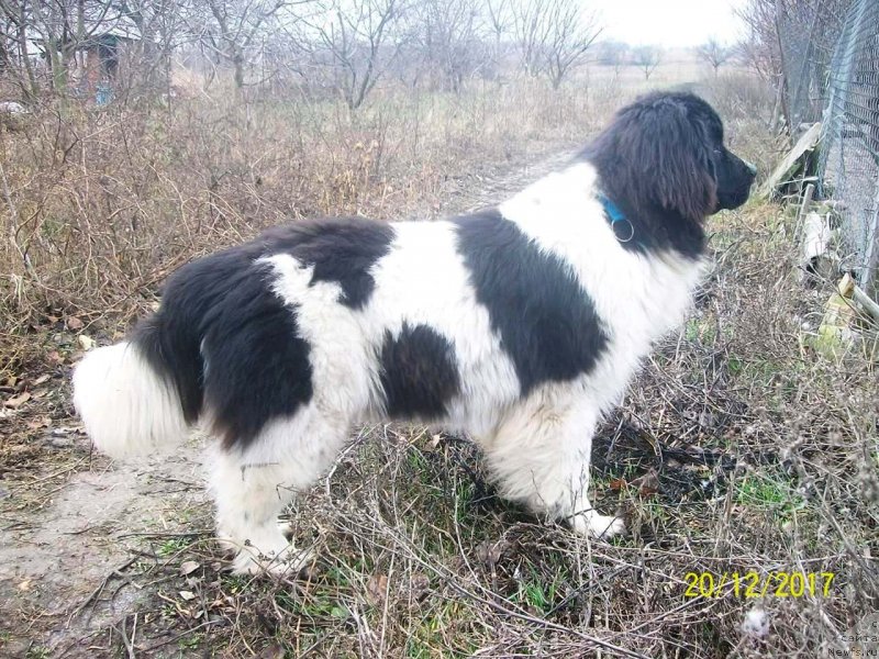 Фото: ньюфаундленд Velyke Malyatko Ity Do Peremogy