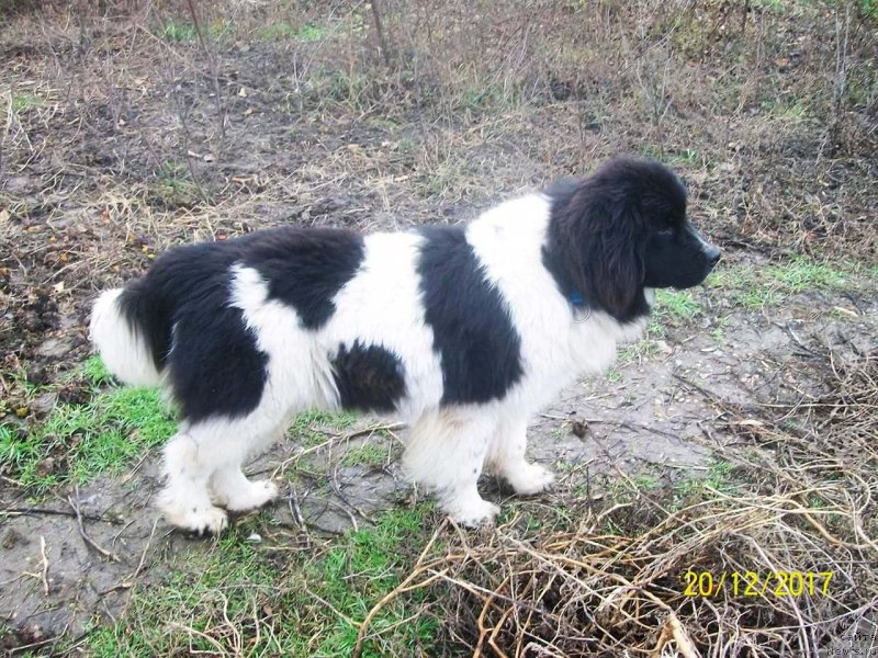 Фото: ньюфаундленд Velyke Malyatko Ity Do Peremogy