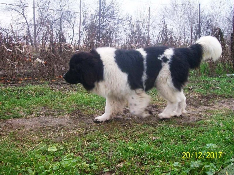 Фото: ньюфаундленд Velyke Malyatko Ity Do Peremogy