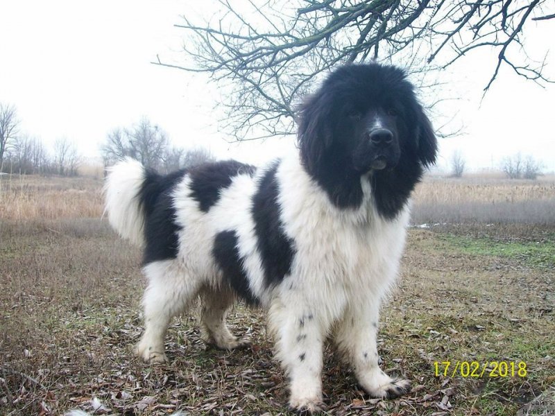 Фото: ньюфаундленд Velyke Malyatko Ity Do Peremogy