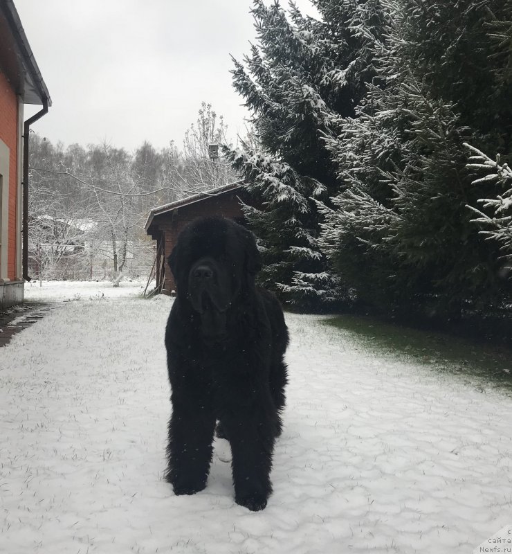 Фото: ньюфаундленд Их Высочество Бишоп Карл (Ih Visochestvo Bishop Karl)