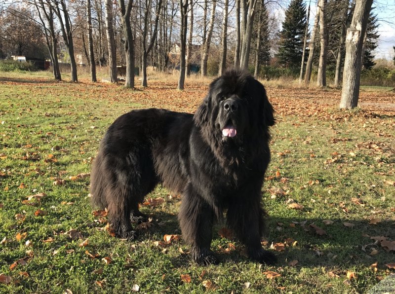 Фото: ньюфаундленд Их Высочество Бишоп Карл (Ih Visochestvo Bishop Karl)