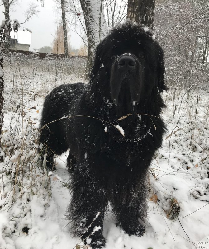 Фото: ньюфаундленд Их Высочество Бишоп Карл (Ih Visochestvo Bishop Karl)