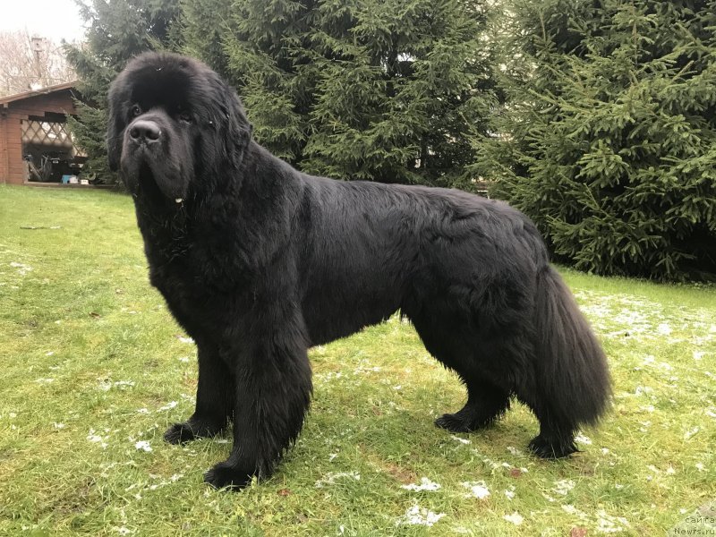 Фото: ньюфаундленд Их Высочество Бишоп Карл (Ih Visochestvo Bishop Karl)