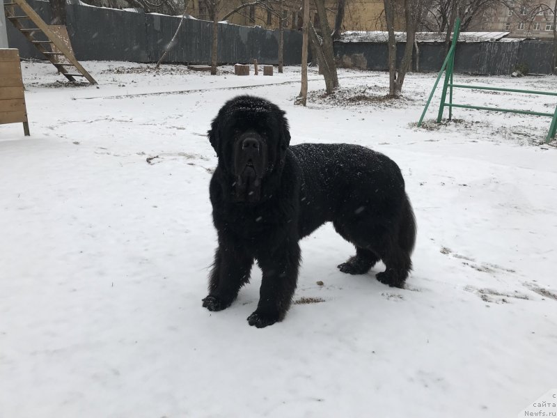 Фото: ньюфаундленд Их Высочество Бишоп Карл (Ih Visochestvo Bishop Karl)