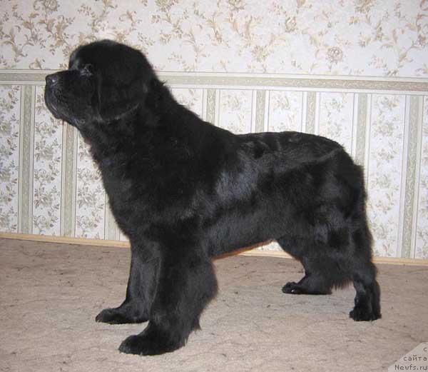 Фото: ньюфаундленд Евро Сюрпрайз от Сибирского Медведя (Euro Surprise ot Sibirskogo Medvedja)