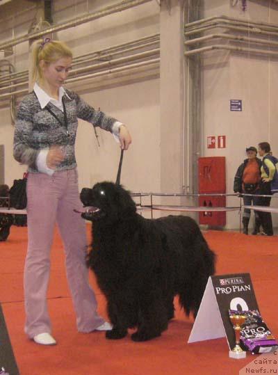 Фото: ньюфаундленд Байра Блэст (Baira Blest)