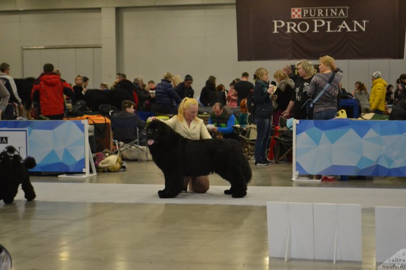 Фото: ньюфаундленд Vivat Brave Master Super Mishka