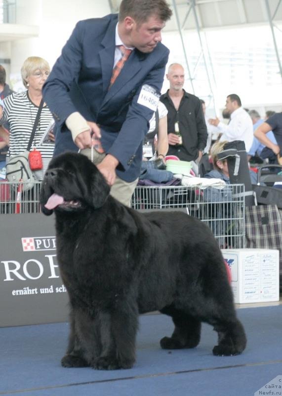 Фото: ньюфаундленд Islands Prince Fly Dove To Ursinus Velutus