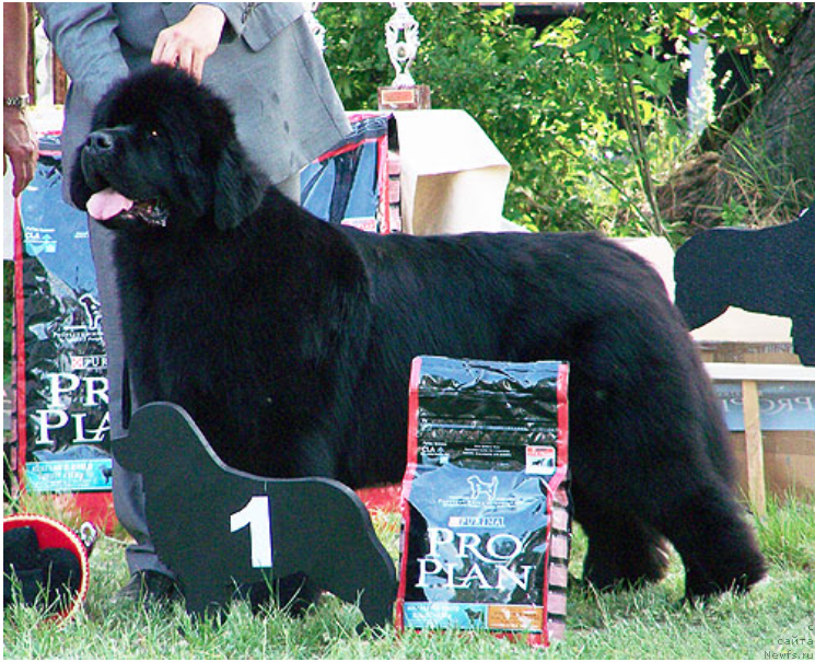 Фото: ньюфаундленд Ursinus Velutus Endless Nameless