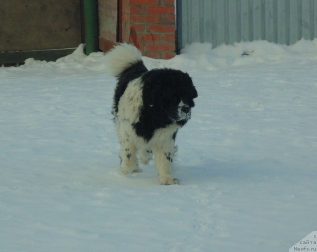 Фото: ньюфаундленд Баффи от Карельских Медведей