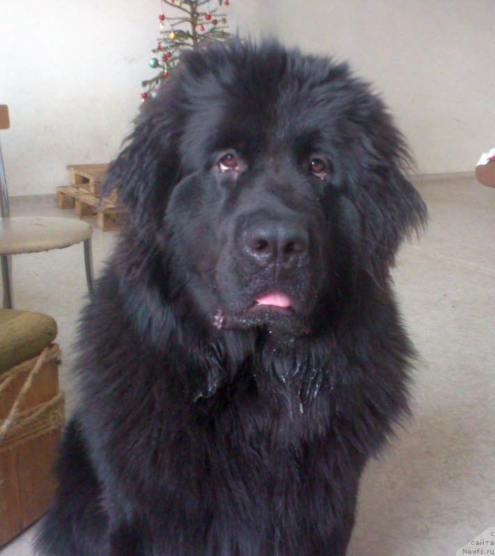 Фотография № 234042