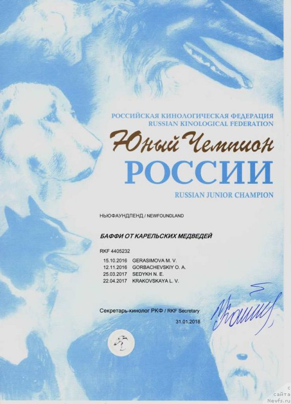 Фото: ньюфаундленд Баффи от Карельских Медведей