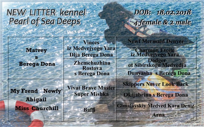 Фото: ньюфаундленд Матвей с Берега Дона (Matvey s Berega Dona), ньюфаундленд My Frend Newfy' Abigail Miss Churchill