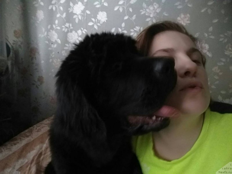 Фото: ньюфаундленд Черный Балу Морисабель