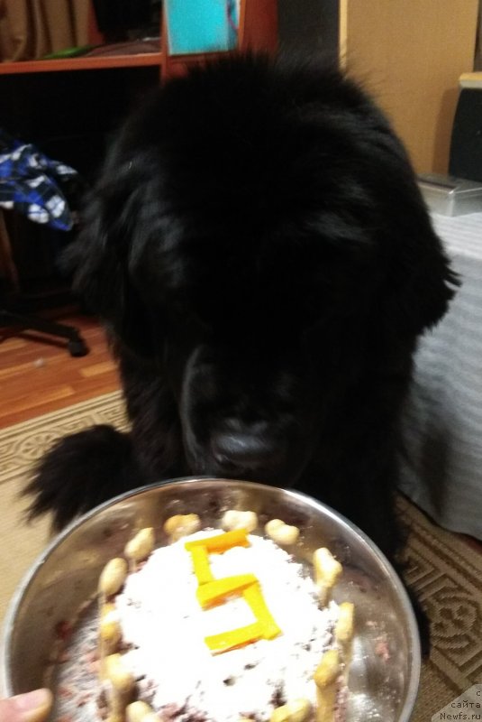 Фото: ньюфаундленд Черный Чанк с Берега Дона (Chernyj Chank s Berega Dona)