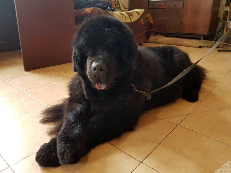 Фото: ньюфаундленд Черный Балу Евита Леона