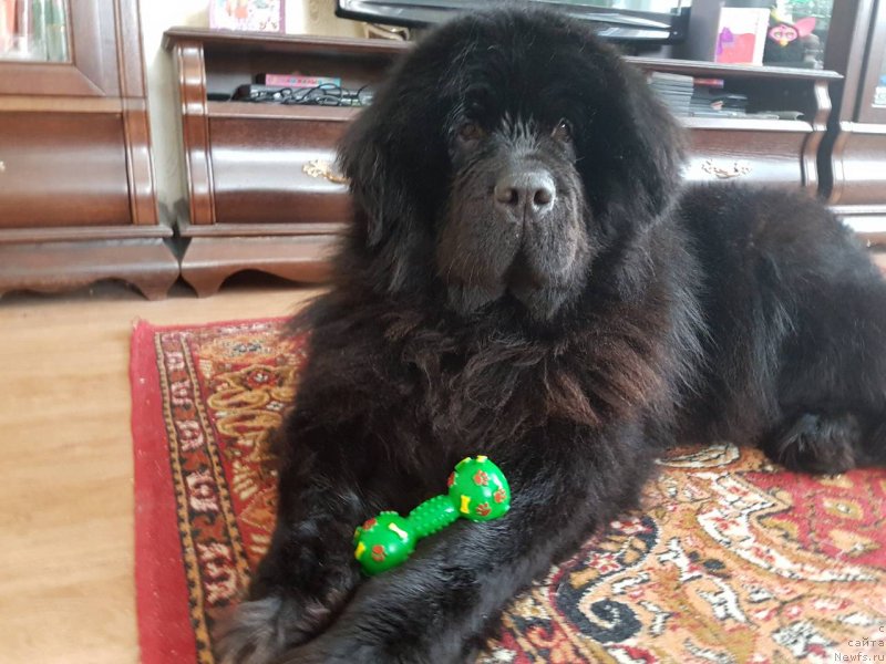 Фото: ньюфаундленд Черный Балу Евита Леона