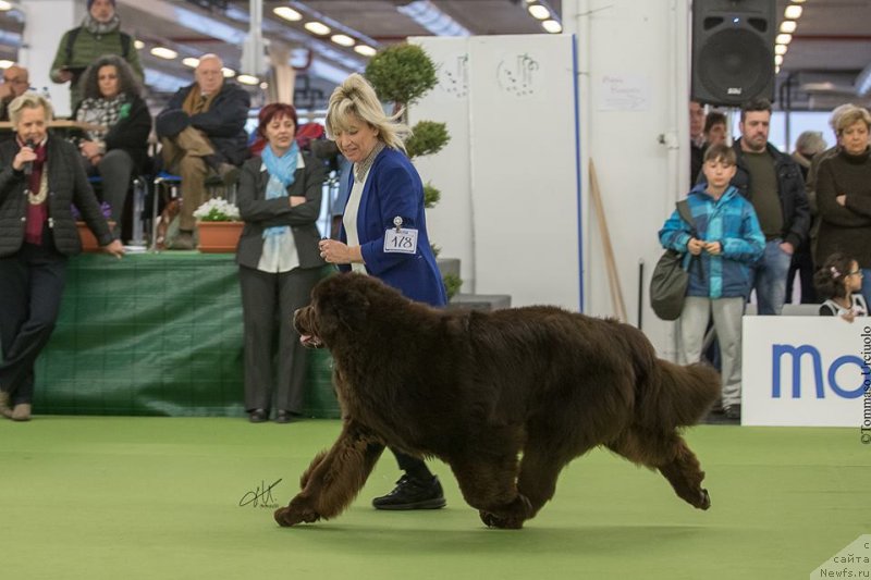 Фото: ньюфаундленд Браунблад МСК Джой Орсон