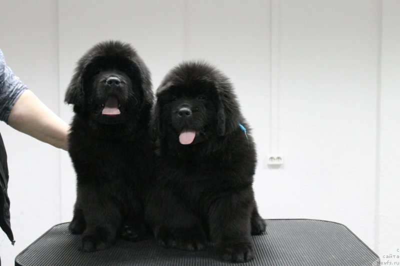 Фотография № 234071