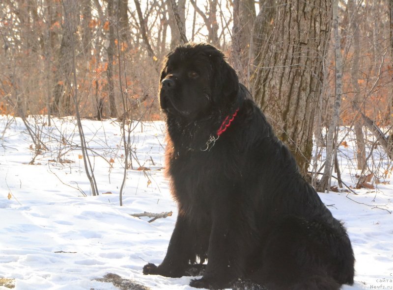 Фото: ньюфаундленд Талисман Моря Корвет (Talisman Morya Korvet)