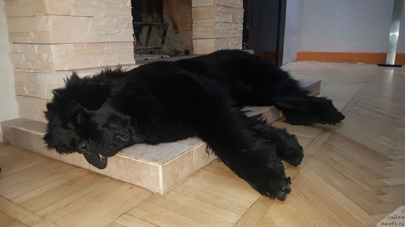 Фото: ньюфаундленд Талисман Моря Корвет (Talisman Morya Korvet)