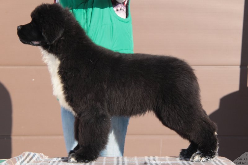 Фото: ньюфаундленд Аквиан Сонг Фостер