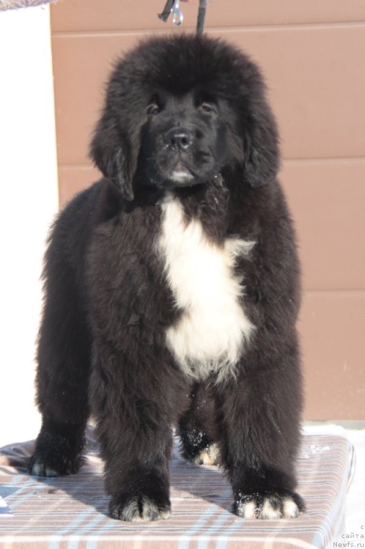 Фото: ньюфаундленд Аквиан Сонг Фостер