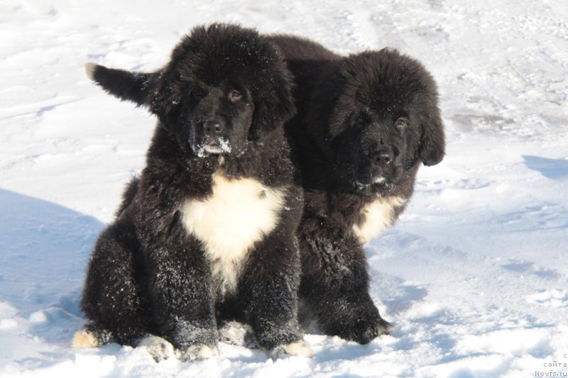 Фото: ньюфаундленд Аквиан Сонг Фостер, ньюфаундленд Аквиан Сонг Фанагория