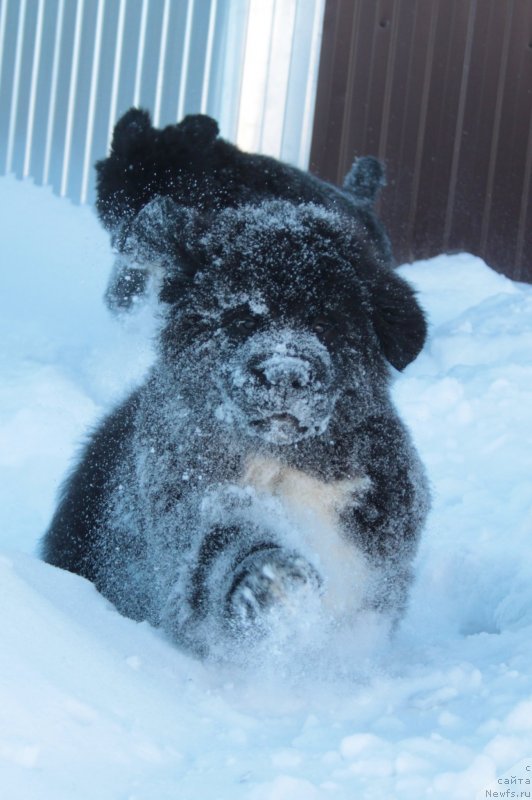 Фото: ньюфаундленд Аквиан Сонг Фостер