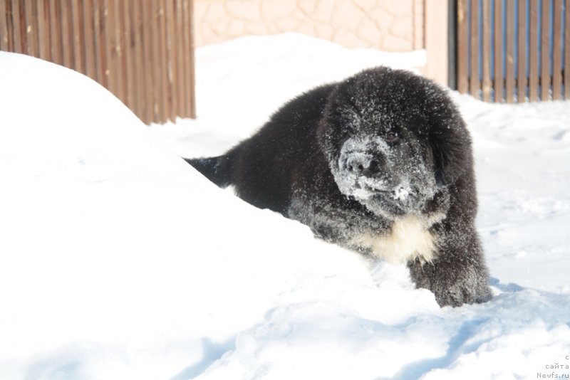Фото: ньюфаундленд Аквиан Сонг Фостер