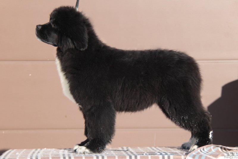 Фото: ньюфаундленд Аквиан Сонг Фанагория