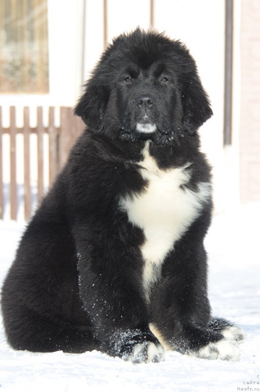 Фото: ньюфаундленд Аквиан Сонг Фанагория