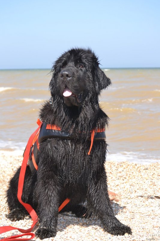 Фото: ньюфаундленд Николь Яркая Звезда (Nikol Yarkaya Zvezda)