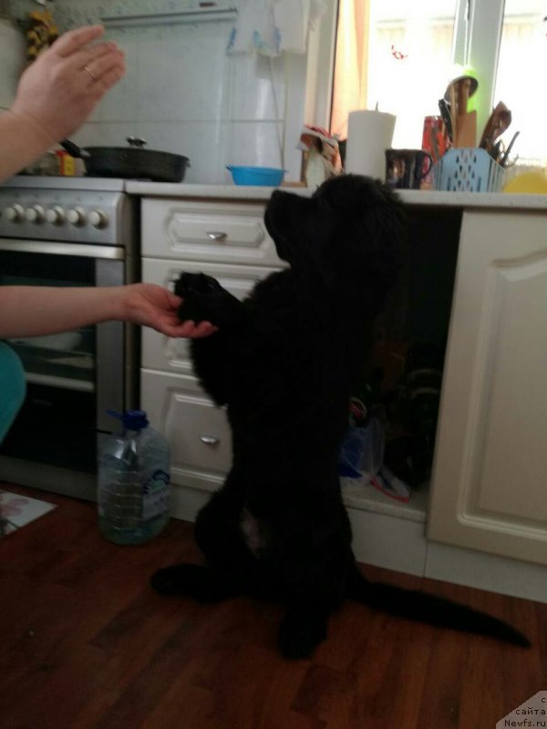 Фотография № 234096