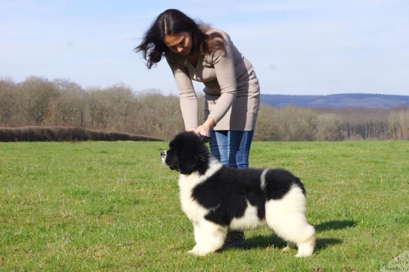 Фото: ньюфаундленд Аквиан Сонг Хевен Сент ат Оукая Форевер