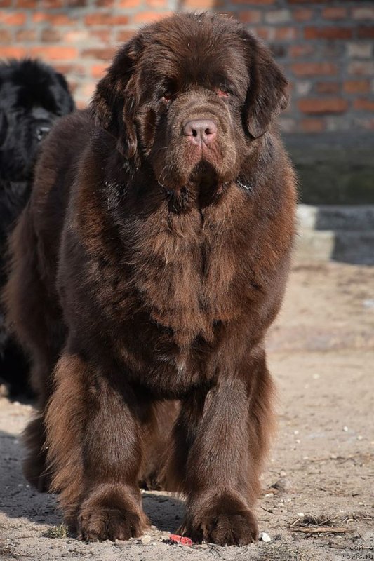 Фото: ньюфаундленд Браунблад МСК Армата Лойар Аид (Brownblood MSK Armata Loyar Aid)
