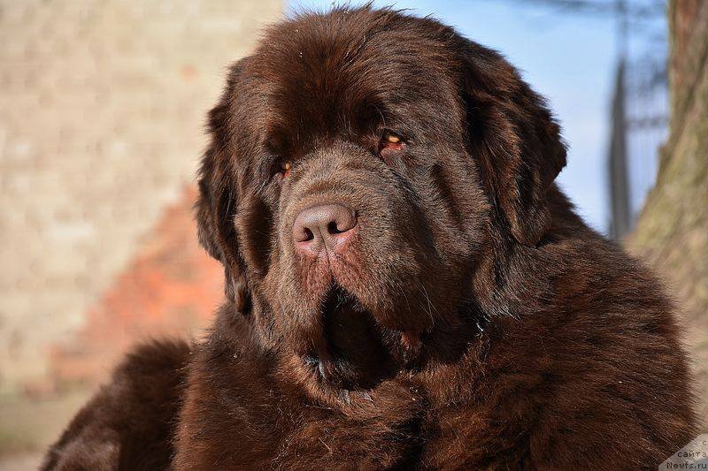 Фотография № 234100